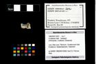 Foto (Objekt + Etikett) von Crustacea indet.  (NHMW-GEO-1990-0041-3291)